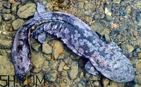 娃娃魚是魚嗎？娃娃魚買賣違法嗎？