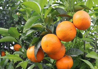 沃柑苗多少錢(qián)一株？沃柑為何叫晚熟大王