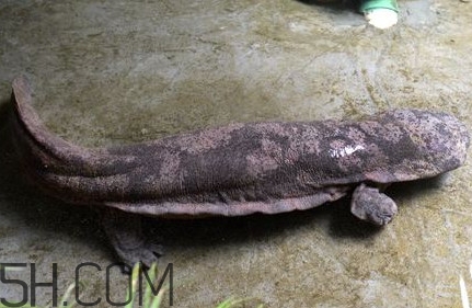 娃娃魚(yú)是卵生還是胎生？娃娃魚(yú)能在陸地上生活嗎