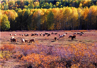秋天早上能吃姜嗎？秋天喝什么蜂蜜好？