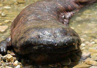 娃娃魚吃什么？娃娃魚是國家?guī)准壉Ｗo動物