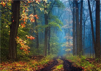 秋天的茄子可以吃嗎？秋天喝檸檬水注意事項(xiàng)