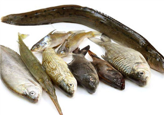 沒(méi)有魚刺的魚是哪種魚？如何挑選魚？