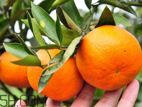 沃柑哪些地方可以種植？吃沃柑上火嗎