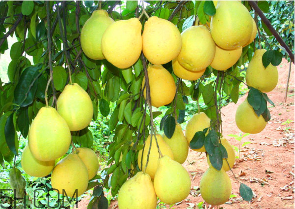 吃柚子拉肚子怎么辦？柚子的營養(yǎng)價(jià)值有哪些？