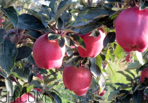 花牛蘋果是脆的還是粉的？花牛蘋果好吃嗎