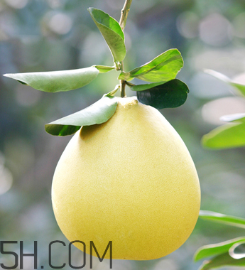 柚子不能和什么藥物一起吃？柚子皮煮水的功效