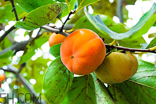 吃柿子舌頭發(fā)澀怎么辦 為什么吃柿子舌頭發(fā)麻 吃柿子舌頭發(fā)澀怎么辦 為什么吃柿子舌頭發(fā)麻