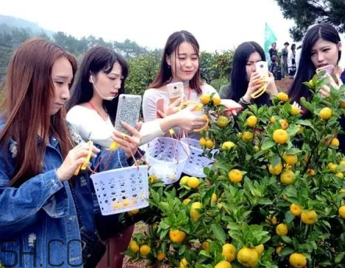 南豐蜜桔節(jié)什么時候？2017南豐蜜桔節(jié)時間