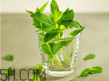 感冒可以喝酒嗎？薄荷治療感冒的方法