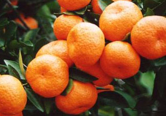 南豐蜜桔節(jié)什么時(shí)候？2017南豐蜜桔節(jié)時(shí)間