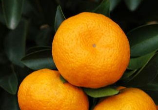 2017年南豐蜜桔多少錢一斤？2017年南豐蜜桔價(jià)格