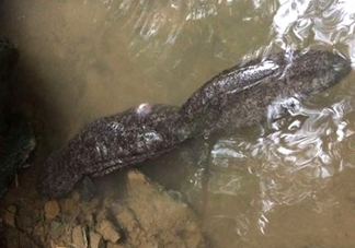 蠑螈是娃娃魚(yú)嗎？蠑螈和娃娃魚(yú)的區(qū)別