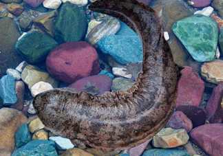 娃娃魚(yú)能治什么??？娃娃魚(yú)可以和金魚(yú)一起養(yǎng)嗎