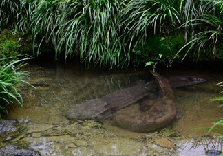 娃娃魚(yú)怎么養(yǎng)？娃娃魚(yú)怎么分辨公母