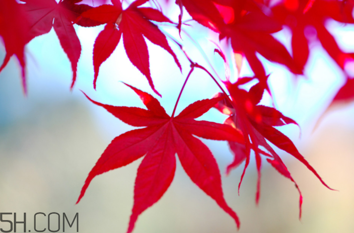 楓葉幾月份最紅？楓葉幾月的時(shí)候最美？