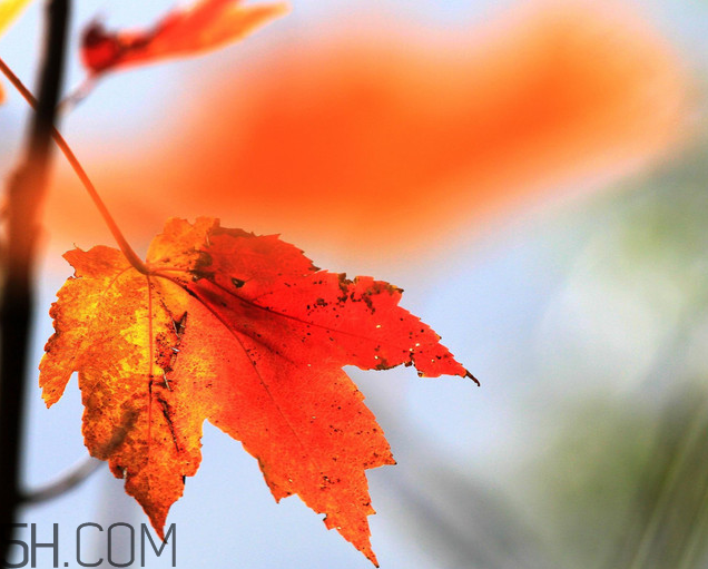 楓葉幾月份最紅？楓葉幾月的時(shí)候最美？