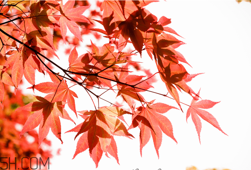 楓葉幾月份最紅？楓葉幾月的時(shí)候最美？