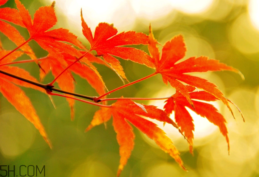 楓葉幾月份最紅？楓葉幾月的時(shí)候最美？