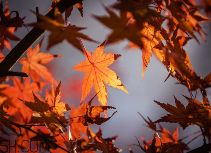 楓葉能做賀卡還能做什么？楓葉能治什么??？