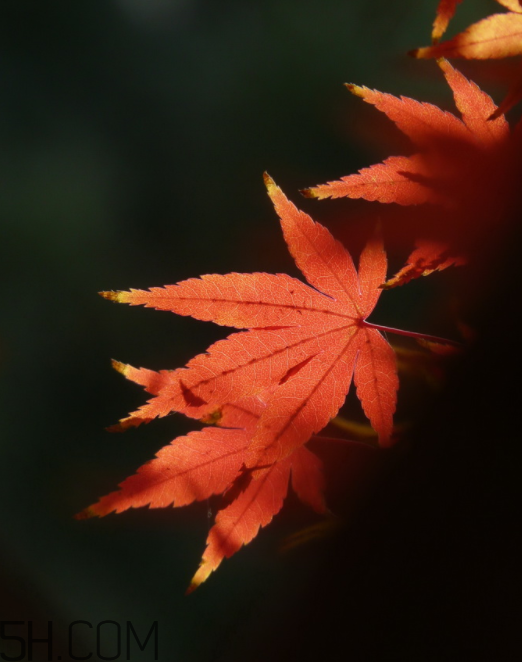 楓葉能做賀卡還能做什么？楓葉能治什么?。?></p><h3>楓葉美文</h3><p>為葉，注定要奉獻。 -</p><p>狂風(fēng)肆虐時，它會秀盡舞姿的飄逸;暴雨如驟時，它會涂抹裝束的鮮艷;烈日如炎時，它會撐起生命的尊嚴。 -</p><p>直到乳汁耗盡，他揮一揮衣袖，算是作別。 -</p><p>大樹年年憑葉舞，殘葉逍遙只一遭。</p><p style=