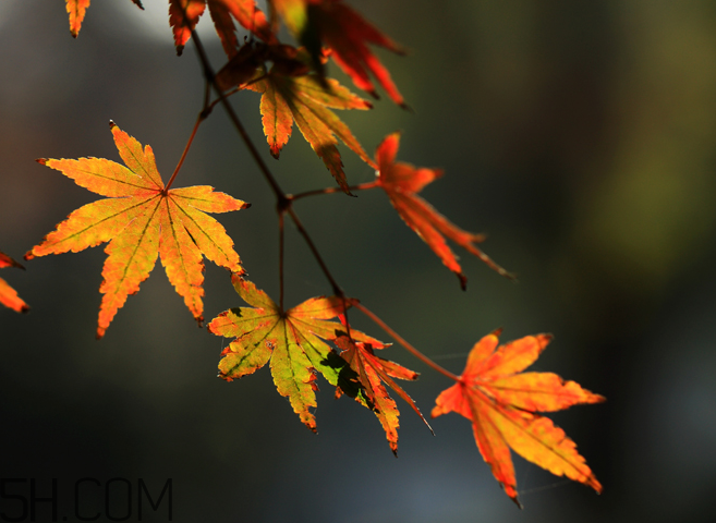 楓葉能做賀卡還能做什么？楓葉能治什么??？