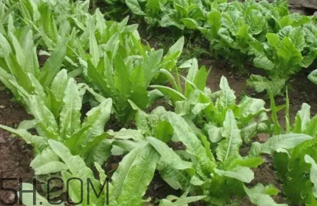 油麥菜怎么做好吃？油麥菜怎么種植