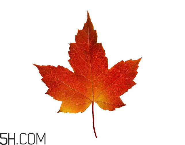 楓葉可以用來(lái)做什么？楓葉可以染頭發(fā)嗎？