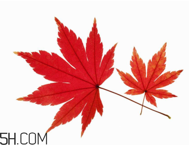 楓葉可以用來(lái)做什么？楓葉可以染頭發(fā)嗎？