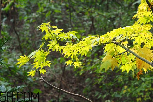 楓葉可以用來(lái)做什么？楓葉可以染頭發(fā)嗎？