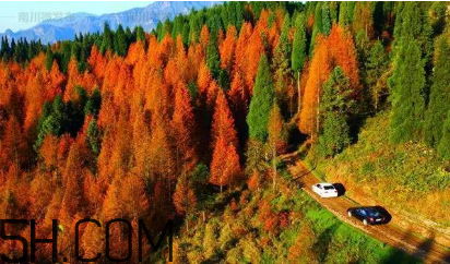 楓葉可以用來(lái)做什么？楓葉可以染頭發(fā)嗎？