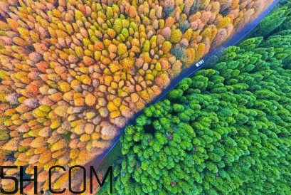 楓葉可以用來(lái)做什么？楓葉可以染頭發(fā)嗎？