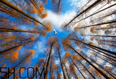 楓葉可以用來(lái)做什么？楓葉可以染頭發(fā)嗎？