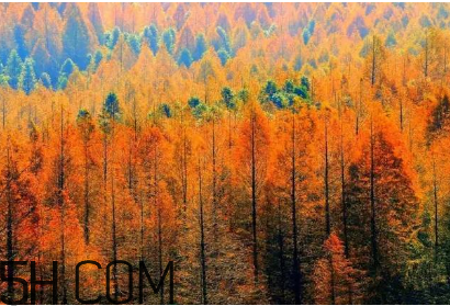 楓葉可以用來(lái)做什么？楓葉可以染頭發(fā)嗎？