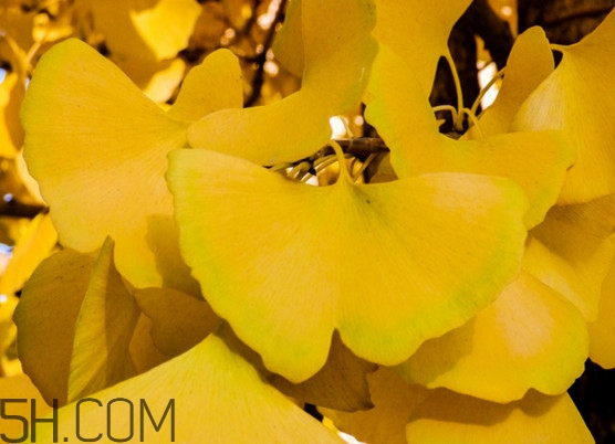 銀杏樹的葉子像什么？銀杏樹葉能食用嗎