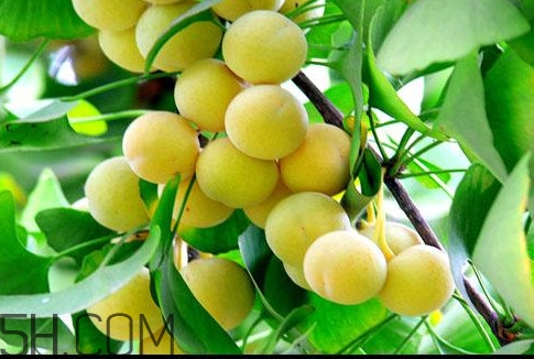 白果怎么去殼？白果和銀杏是什么關(guān)系