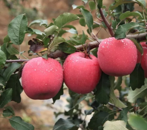 冰糖心蘋(píng)果多少錢一斤？冰糖心蘋(píng)果多少錢一箱