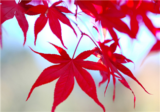 楓葉幾月份最紅？楓葉幾月的時(shí)候最美？