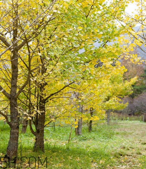 銀杏樹多久結(jié)一次果？銀杏樹能活多久