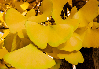 銀杏樹(shù)的葉子像什么？銀杏樹(shù)葉能食用嗎