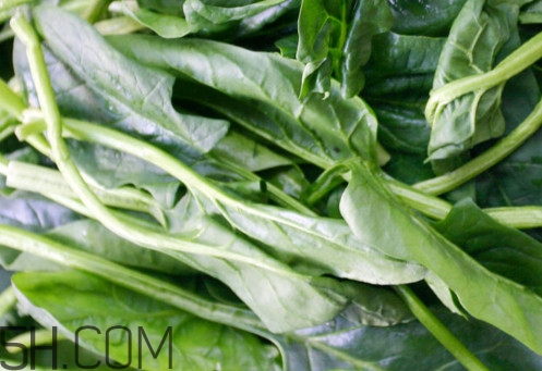 油麥菜為什么叫油麥菜？油菜和油麥菜的區(qū)別