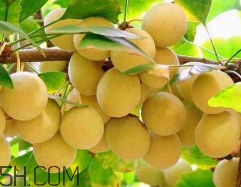 銀杏樹的葉子像什么？銀杏樹葉能食用嗎