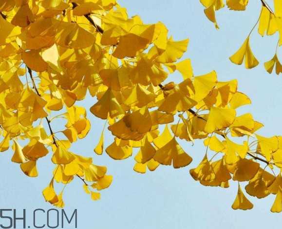 銀杏樹多久結(jié)一次果？銀杏樹能活多久