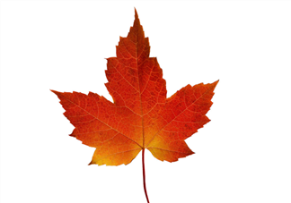 楓葉可以用來(lái)做什么？楓葉可以染頭發(fā)嗎？