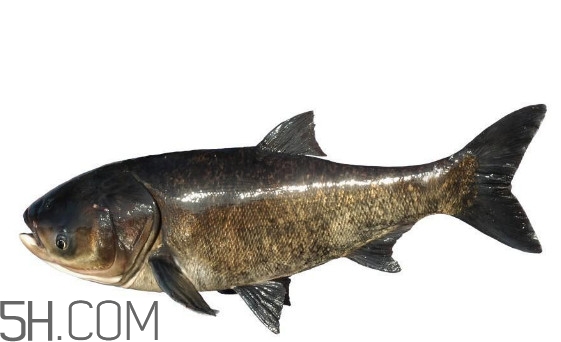 胖頭魚(yú)為什么叫胖頭魚(yú)？胖頭魚(yú)能長(zhǎng)到多大