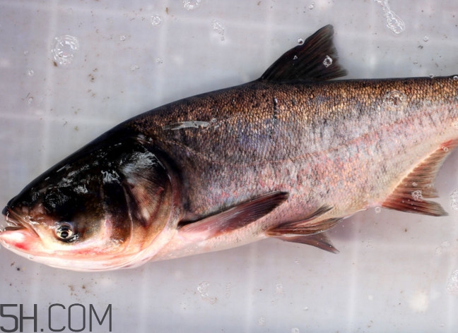 胖頭魚(yú)有什么營(yíng)養(yǎng)？胖頭魚(yú)是鰱魚(yú)嗎