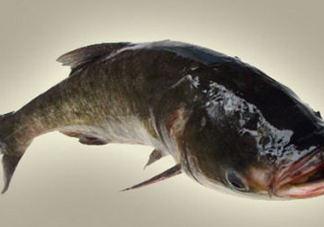 胖頭魚是什么魚？胖頭魚是發(fā)物嗎