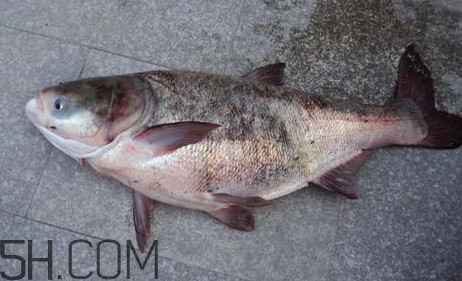 胖頭魚(yú)是花鰱魚(yú)嗎？胖頭魚(yú)是河魚(yú)還是海魚(yú)