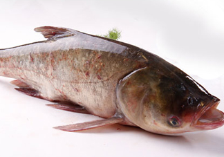 胖頭魚是花鰱魚嗎？胖頭魚是河魚還是海魚