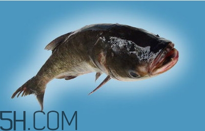 胖頭魚吃什么？胖頭魚怎么殺